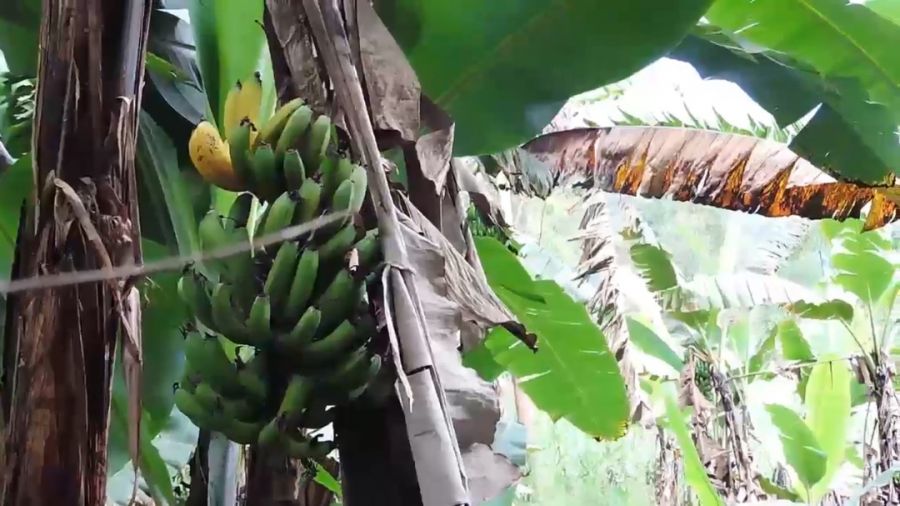 Beni : Les agronomes de la chefferie des Bashu outillé sur la lutte contre les wilts bactériens