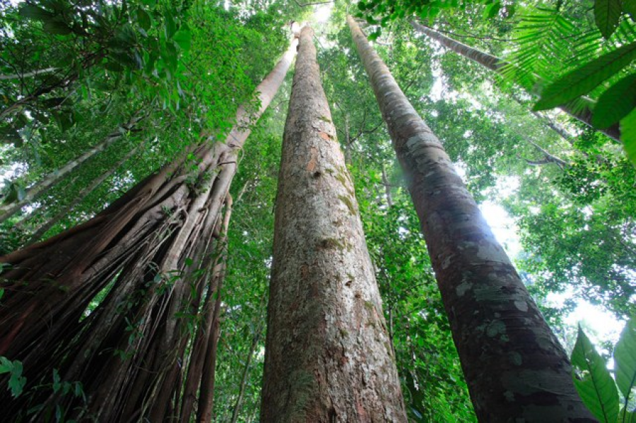 Forêt: Greenpeace Afrique demande à la ministre Bazaiba de faire respecter le moratoire sur les nouvelles concessions forestières industrielles violé sans scrupules