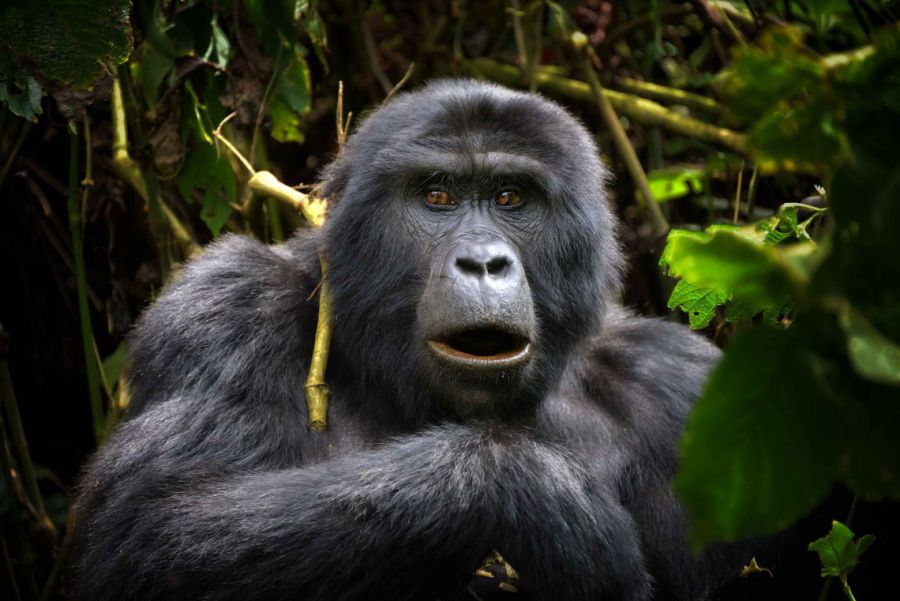 Génétique du COVID-19 et survie des grands singes sauvages