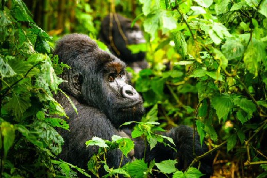 Virunga : Une naissance de plus chez les gorilles de montagne