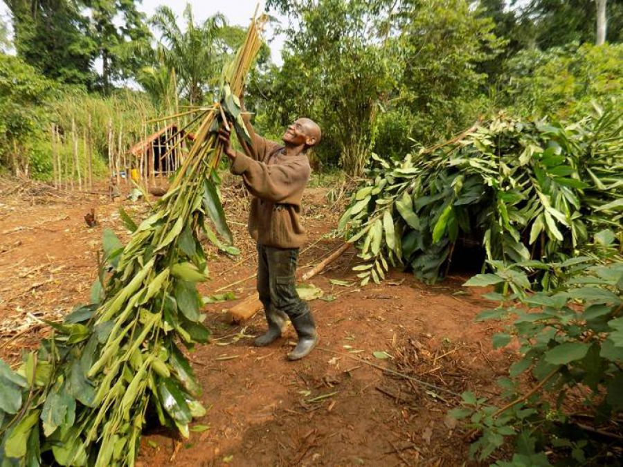 RDC : tollé après la condamnation d’autochtones pour « destruction méchante de la nature »