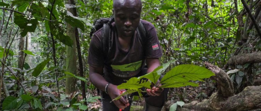 Are forests the answer to an uncertain future for coffee?