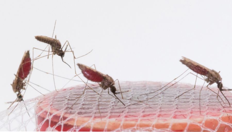 Un nouvel outil dans l’arsenal de lutte contre le paludisme