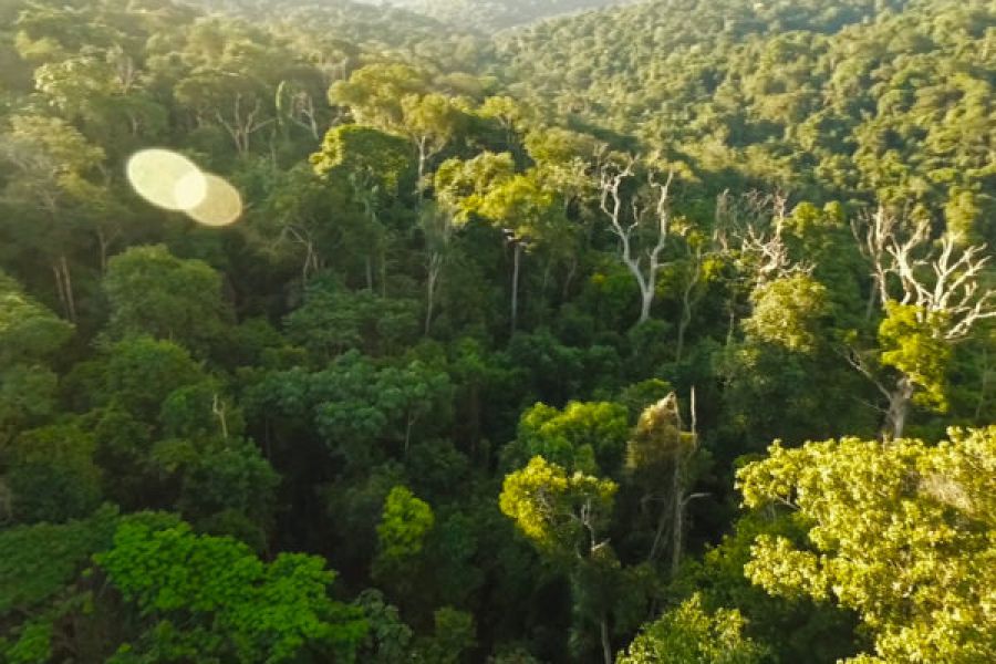 Forêts : Mise en application de l'édit 002 sur le droit à la jouissance des femmes, un défi pour l'ONG OCEAN