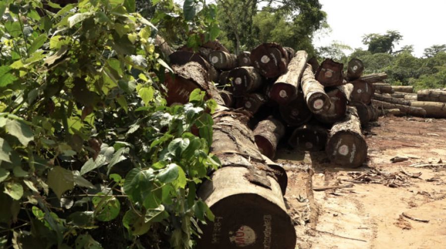 Forêt : La SOCIPEQ exige le départ immédiat et définitif de Maniema Union 2 de la province de l'Equateur