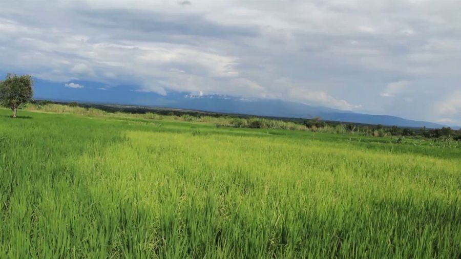 Le Striga, l’autre menace des céréales à Béni