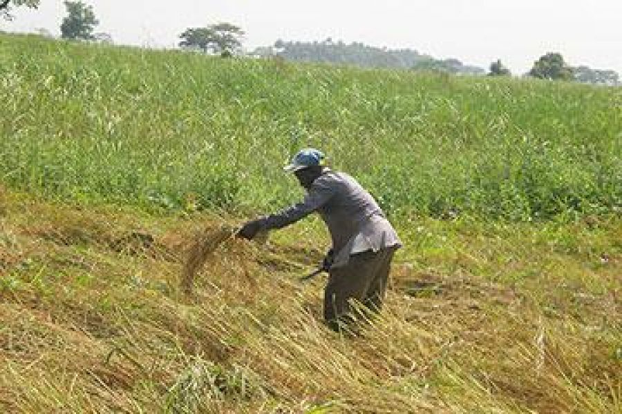 Beni : Les riziculteurs confrontés à la sècheresse