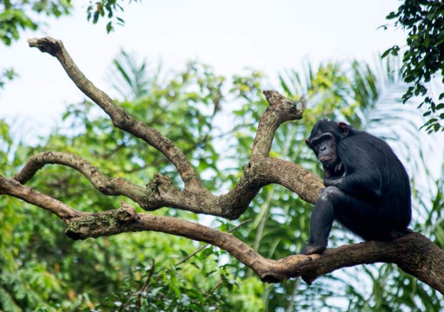 Journée des chimpanzés : L’action de l’homme menace l’habitat naturel des grands singes à Lubero