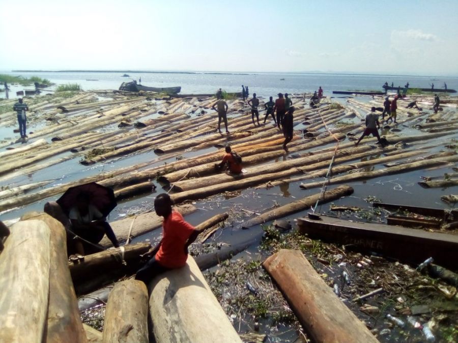 Exploitation artisanale du bois : le RENOI alerte sur les cas d’illégalités à Kinkole