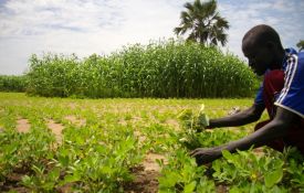 Agriculture: La société civile dévoile ses contributions au document de politique agricole durable