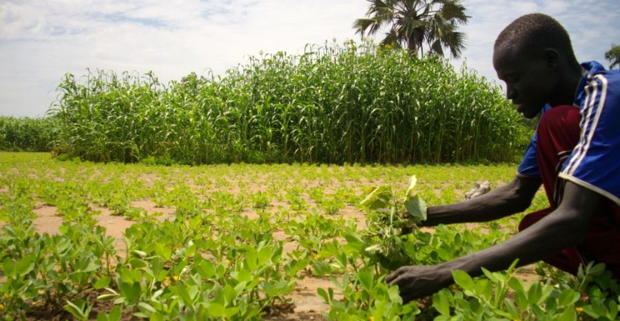 Agriculture: La société civile dévoile ses contributions au document de politique agricole durable