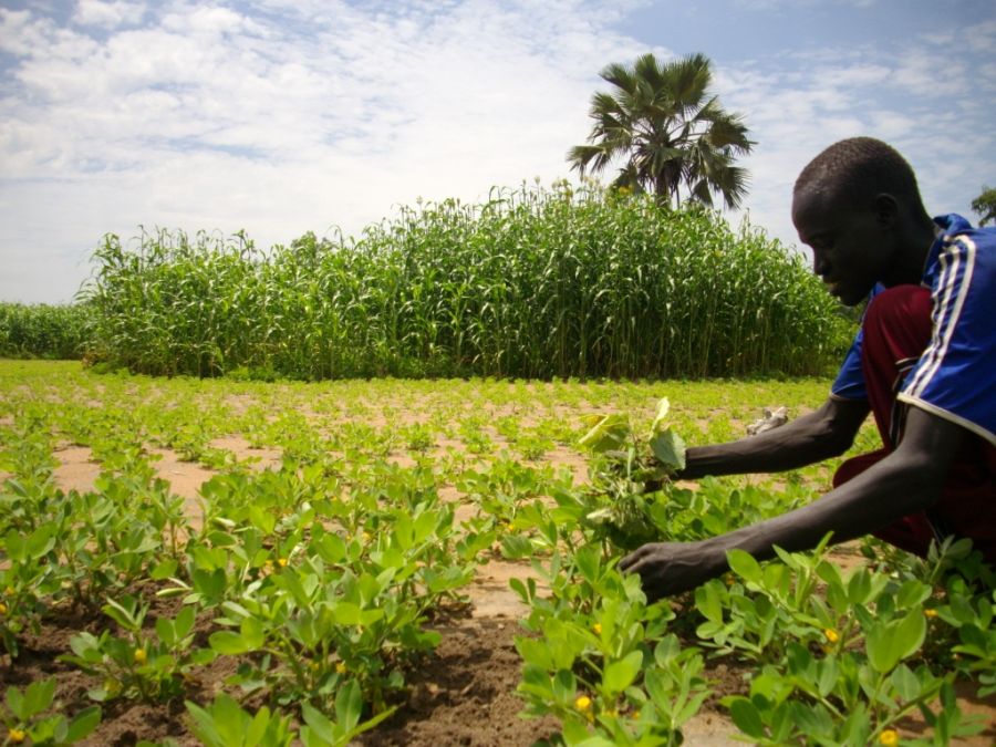 La société civile recommande au gouvernement d'accompagner les producteurs locaux