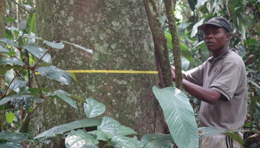 Comme ici au Gabon, les chercheurs ont, entre autres, mesuré le diamètre des arbres. Crédit image: Amy Bennett