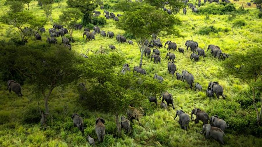 Rutshuru : les éléphants désignés coupables de dévaster des cultures à Nyamilima
