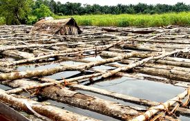 Forêt : Permis politiques, clientélisme et illégalités, qui profite de l’exploitation artisanale du bois d’œuvre en RDC ?