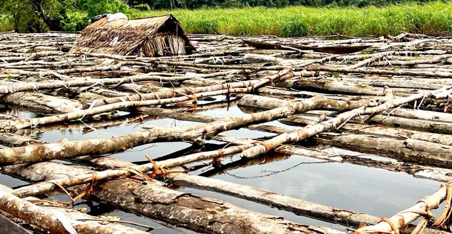 Forêt : Permis politiques, clientélisme et illégalités, qui profite de l’exploitation artisanale du bois d’œuvre en RDC ?