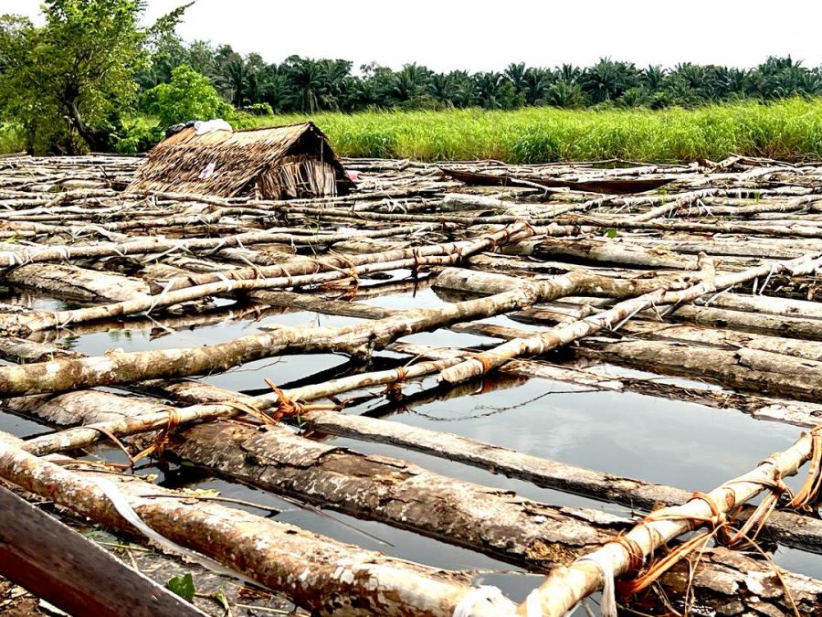 Forêt : Permis politiques, clientélisme et illégalités, qui profite de l’exploitation artisanale du bois d’œuvre en RDC ?