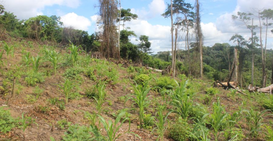 OGF alerte sur l'exploitation forestière illégale et l'expansion agricole non durable dans la réserve de Luki