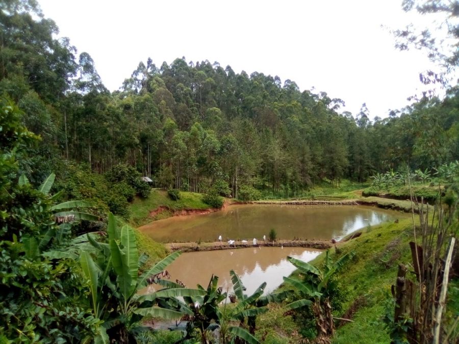 Lubero : une maladie qui attaque des poissons à Njiapanda menace les habitants