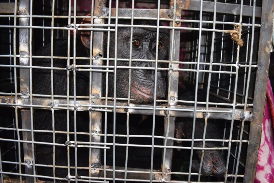 Journée mondiale des espèces menacées : le trafic des animaux sauvages menace l'humanité