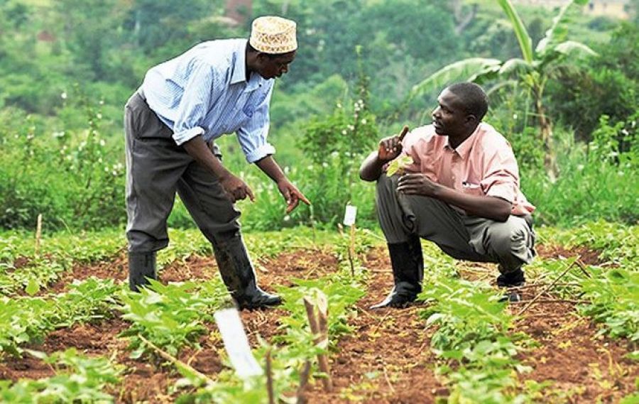 Kasaï-Oriental : Mille ménages agricoles detectés à Kabeya Kamwanga