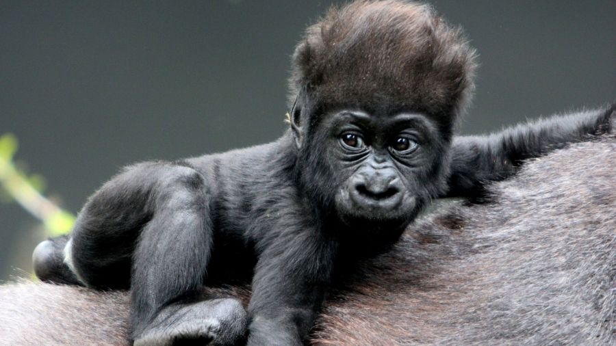Faune : Naissance d’un gorille dans le Parc National des Virunga