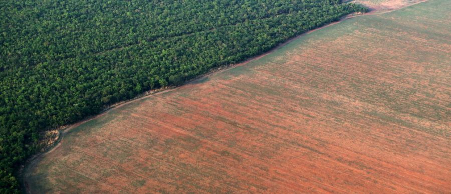 Evaluation mondiale des forêts : L'Afrique a la plus forte perte de superficie forestière