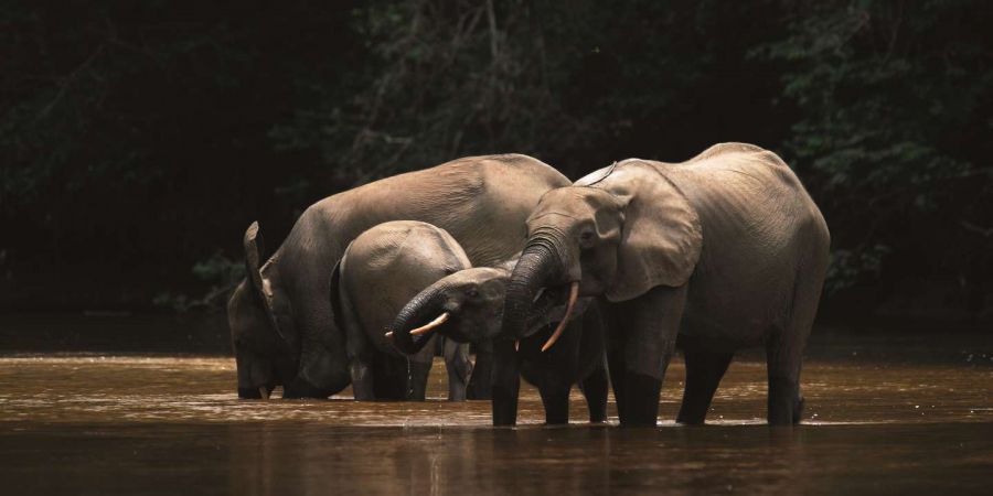 Les éléphants de forêt ont faim à cause du changement climatique