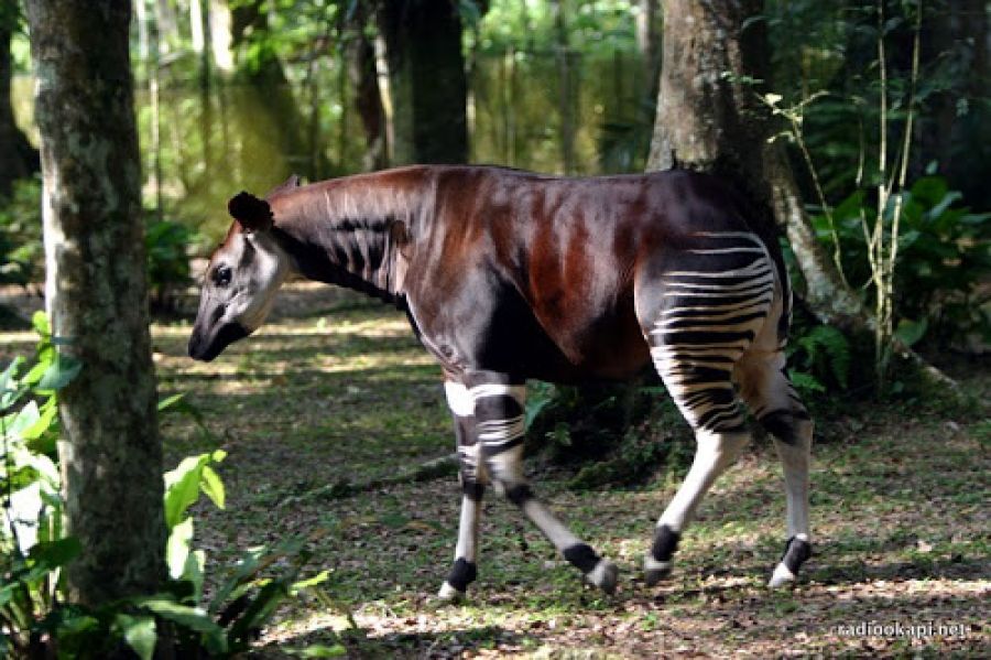 L’animal "Okapi" en voie de disparition dans la province de l’Ituri, alerte le ministre de l'environnement