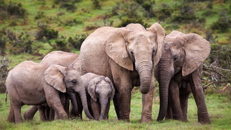 RDC : ICCN Grand-Katanga forme 73 éco-gardes du Parc National de l’Upemba