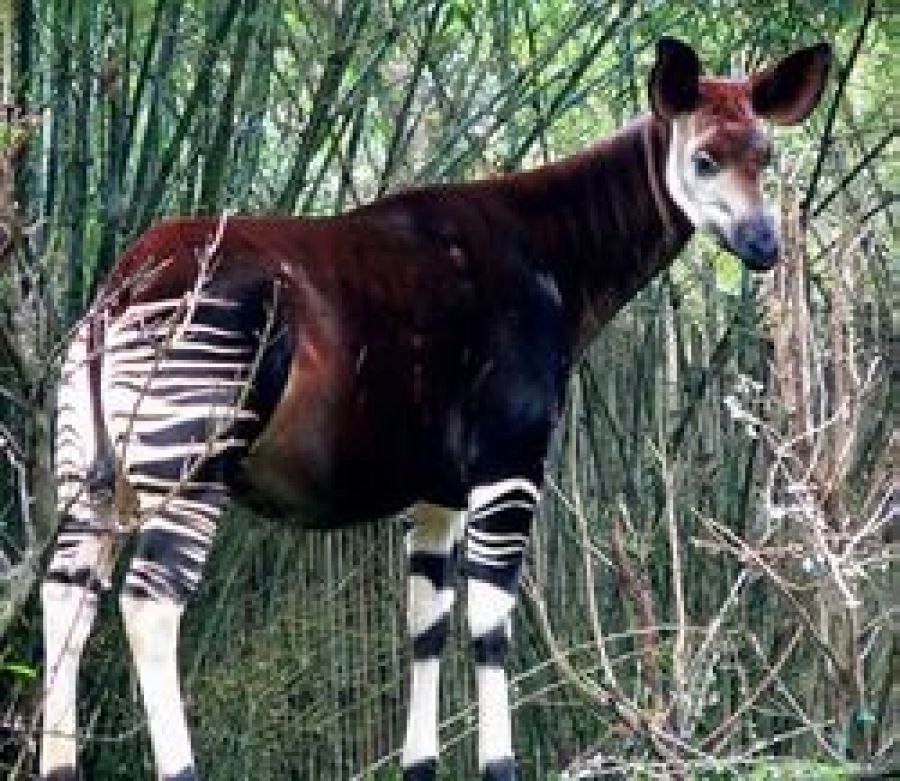 Le WWF alerte : "Les populations d'animaux sauvages ont diminué de deux tiers en moyenne depuis 1970"