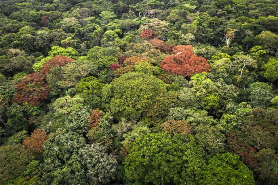 Less than half of world’s humid tropical forests have high ecological integrity: Study