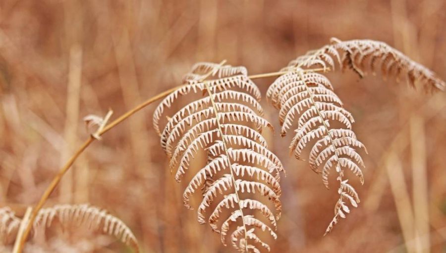 Un plant séché de fougère. Crédit image: Kerstin Riemer de Pixabay