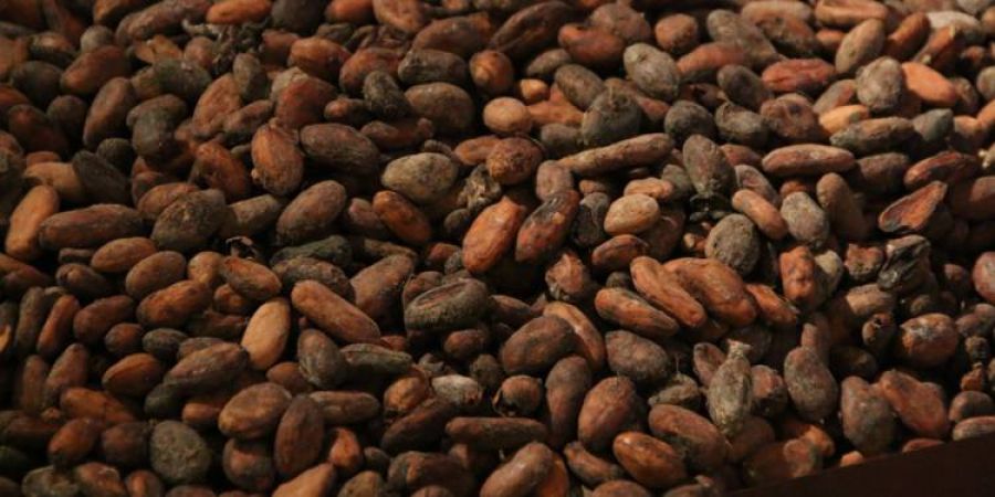 Côte d’Ivoire : Lancement de la construction de deux usines de transformation de cacao