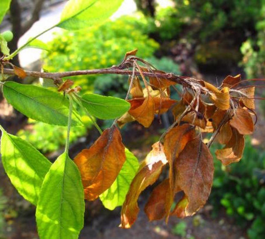 Maladie des plantes : L’INERA doté d’un équipement de détection et de diagnostic