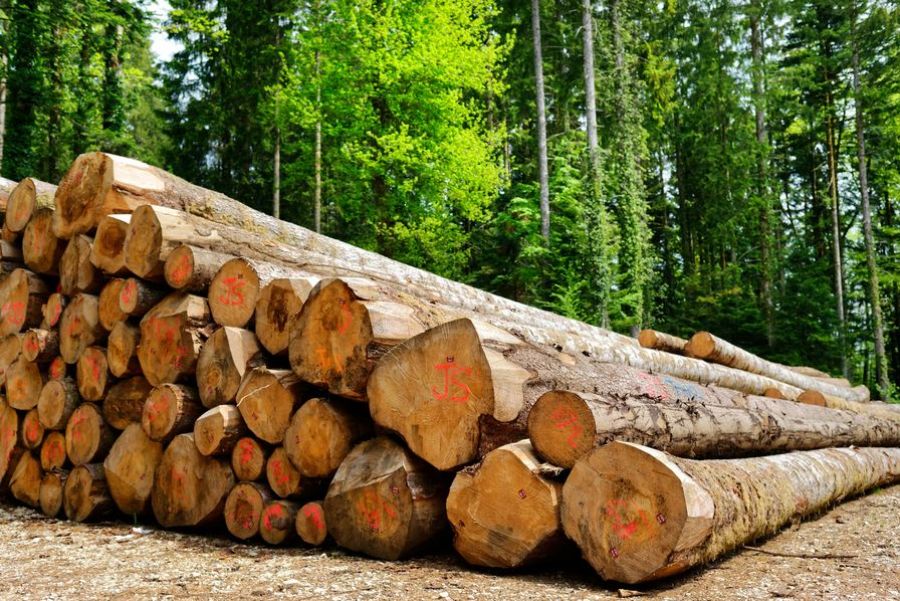 Interdiction des exportations des grumes dans les pays du bassin du Congo