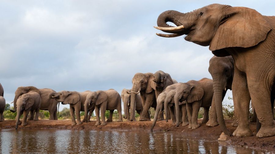 Des éléphants décimés par une toxine mortelle au Botswana